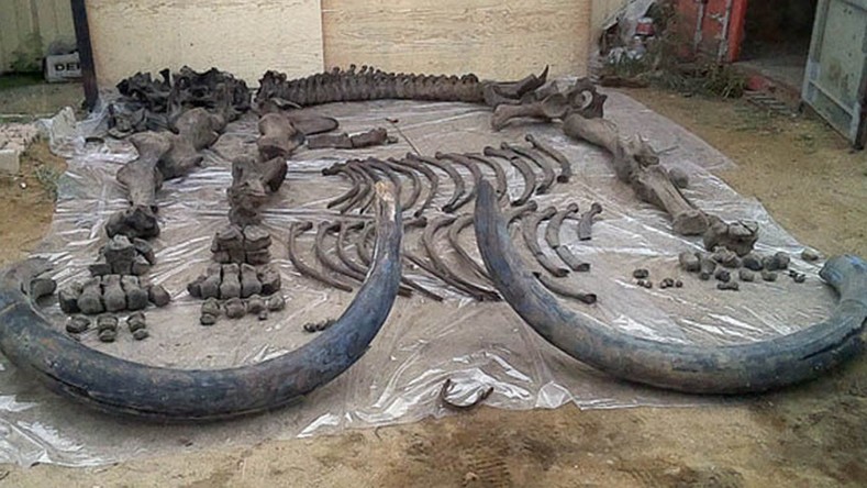 Le squelette d’un ancêtre du mammouth laineux de 126 000 ans découvert en Sibérie (PHOTOS)