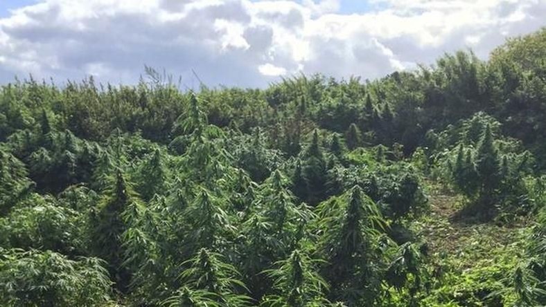 Ce n’est pas une hallucination ! Une forêt de cannabis découverte dans la banlieue de Londres