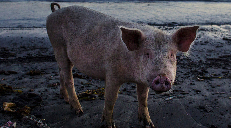 Farce anglaise : un porcelet abandonné dans Downing Street