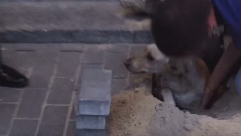 Une chienne enceinte sauvée après avoir été enterrée vivante durant deux jours en Russie (VIDEO)