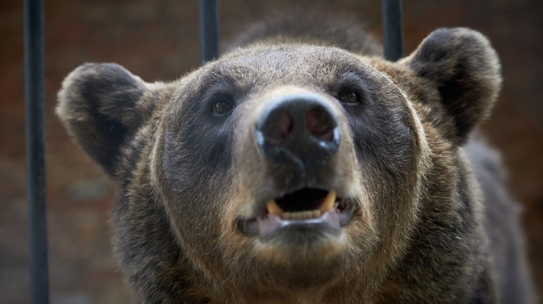 Un ours voyage à l'arrière d'une voiture en Sibérie (VIDEO)