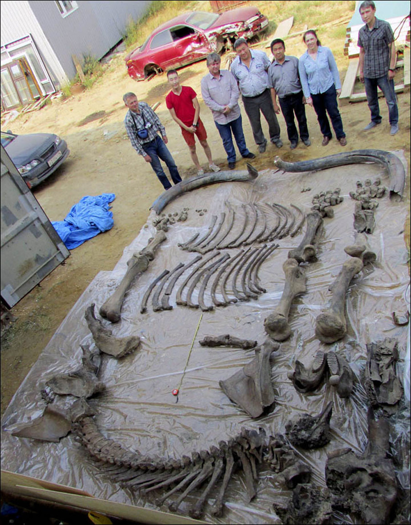Le squelette d’un ancêtre du mammouth laineux de 126 000 ans découvert en Sibérie (PHOTOS)