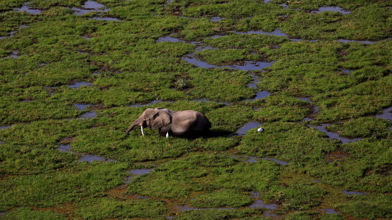 Trésor ou trophée ? La chasse légale à l'éléphant suscite de vifs débats