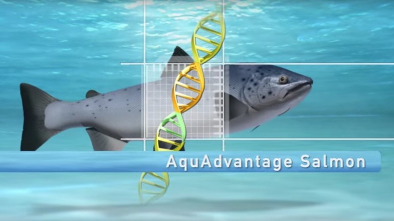 Le «Frankenfish» : premier animal génétiquement modifié autorisé à la consommation aux Etats-Unis