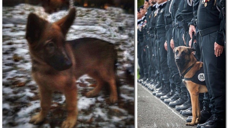 «L'amitié franco-russe incarnée» : Bernard Cazeneuve accepte le chiot policier offert par Moscou