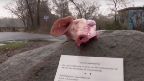 «Bienvenus en enfer» : des réfugiés accueillis par des têtes de porc aux Pays-Bas (VIDEO CHOQUANTE)