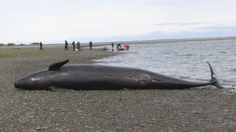 Des biologistes retrouvent 337 baleines échouées sur les côtes chiliennes
