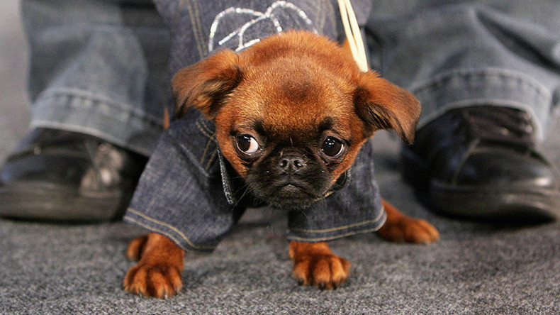 Twitter se demande comment avoir du chien (PHOTOS)