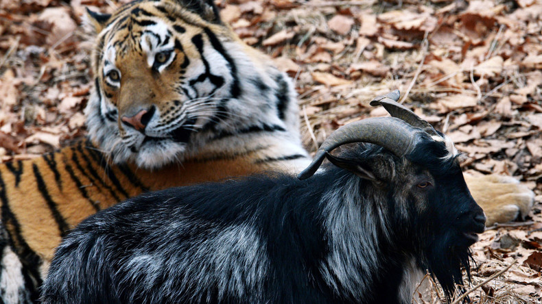 «Touche pas à mon pote» : un tigre et un bouc meilleurs amis et vedettes des réseaux sociaux russes