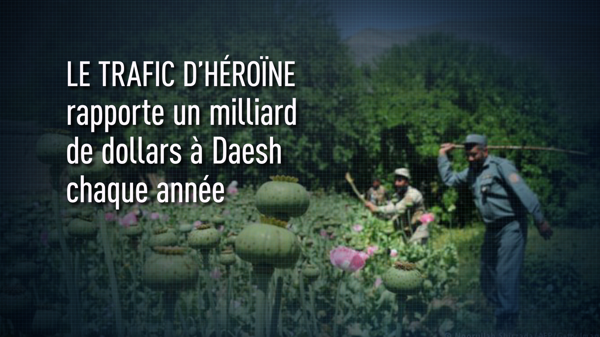 L’héroïne afghane rapporte à Daesh un milliard de dollars par an