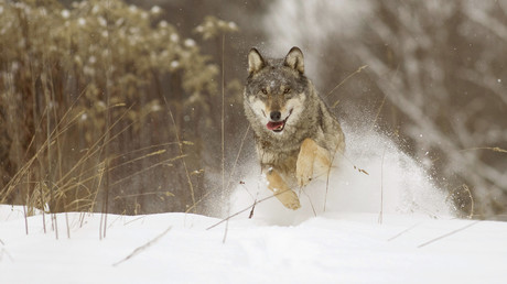 COP21 ou pas, Norvégiens et Japonais relancent la chasse aux espèces menacées