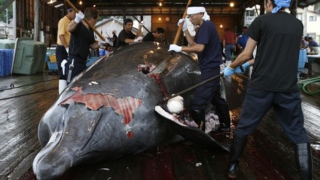Contre le massacre des baleines, Anonymous pirate le site du Premier ministre japonais