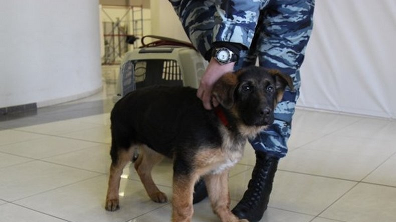 Le chiot-cadeau russe Dobrynya est enfin à Paris (VIDEO)