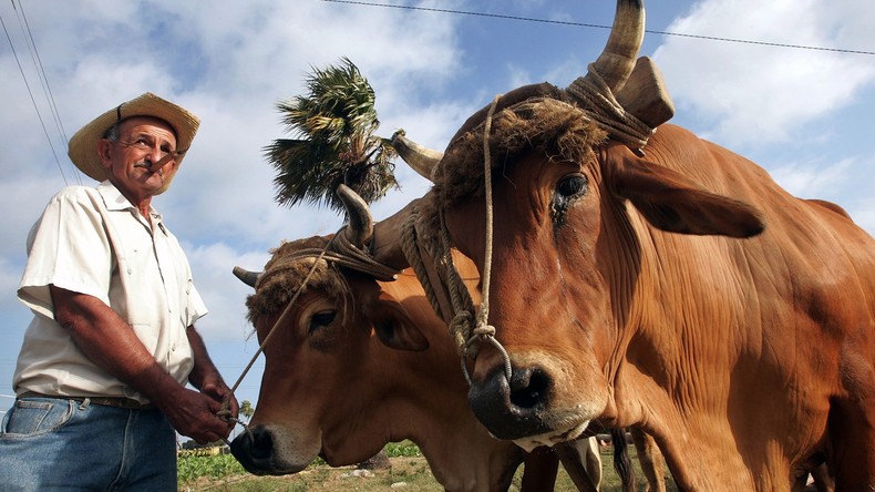 50 000 dollars de semence bovine haut de gamme dérobés en Californie