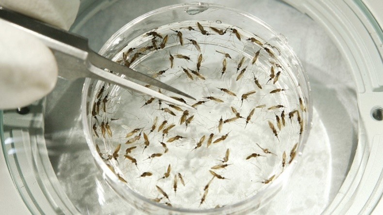 Le virus Zika frappe pour la première fois le Danemark : un cas détecté à Aarhus