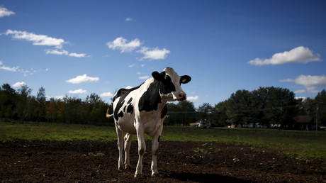 Des scientifiques chinois prévoient de cloner des millions de vaches par an