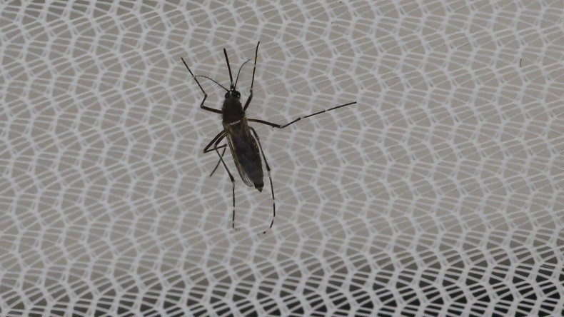 Un premier cas de transmission du Zika par voie sexuelle en France annoncé par Marisol Touraine