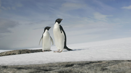 150 000 manchots ont péri piégés par un iceberg géant en Antarctique