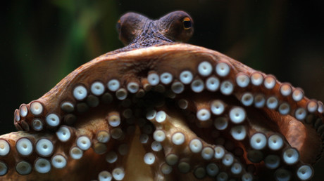 La Saint Valentin très solitaire de Kong, le poulpe cannibale de l'aquarium de Seattle