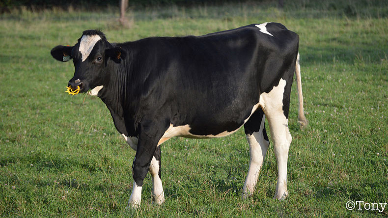 Suisse : une vache décède après avoir été abusée sexuellement par un voleur de tracteur