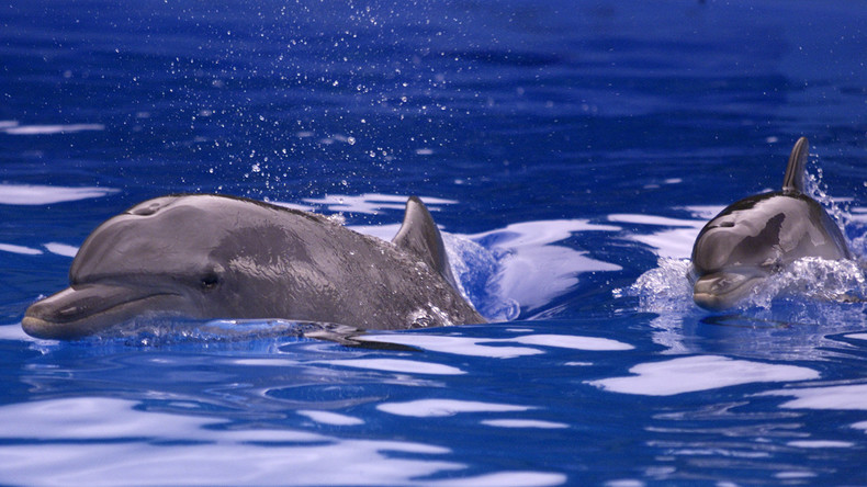 Appel à candidature : l'armée russe cherche à «recruter» cinq dauphins pour un projet encore inconnu