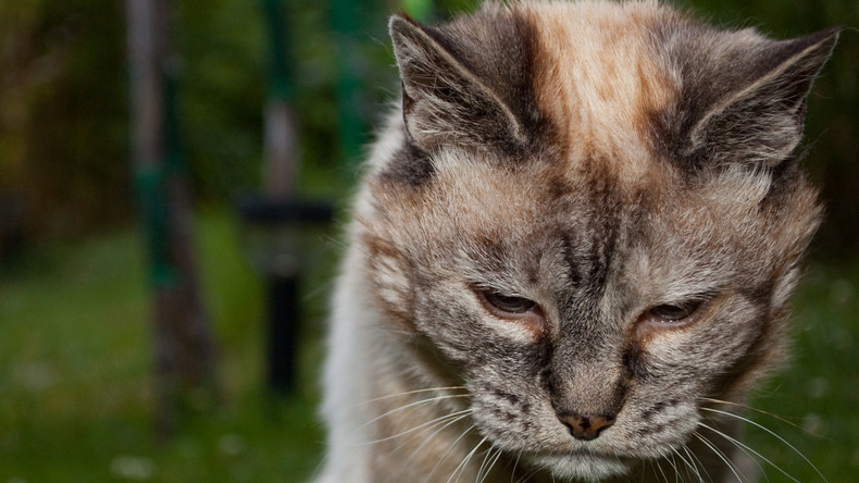 A Bagnolet, certains s’amusent à brûler des chats à l’acide (PHOTOS CHOC)