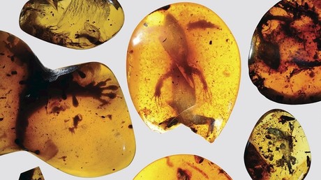 «Un monde perdu» : des chercheurs découvrent un lézard vieux de 99 millions d'années