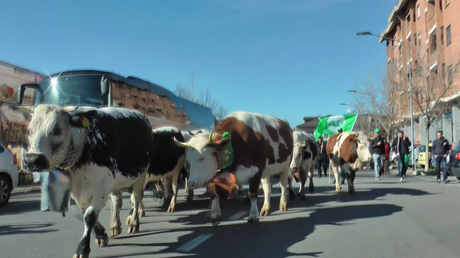 Vaches et tracteurs défilent à Turin contre la crise laitière