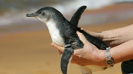 Brésil : chaque année, un pingouin ferait 8 000 km pour retrouver l'homme qui l'a sauvé