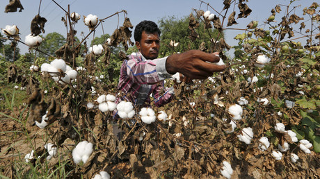 Inde : Monsanto appelé à accepter une baisse de ses royalties sur ses graines ou à quitter le marché