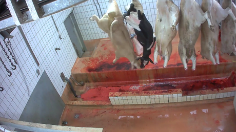 Sévices sur animaux : Le Foll ordonne des inspections dans tous les abattoirs (VIDEO CHOC)