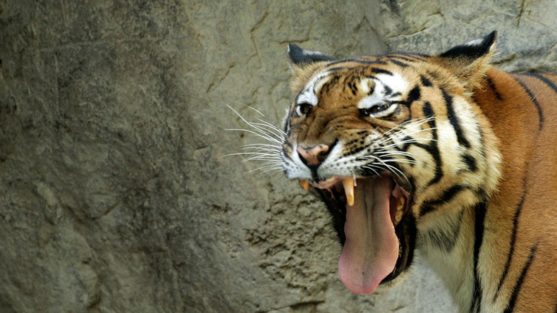 Attaque d’un tigre sur une jeune fille, «une réaction tout à fait adéquate» pour la direction du zoo