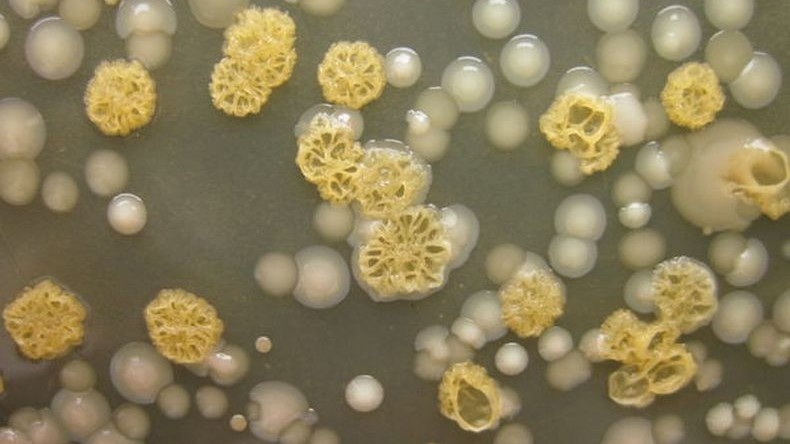 Mêmes les cellules des champignons sont xénophobes ! 