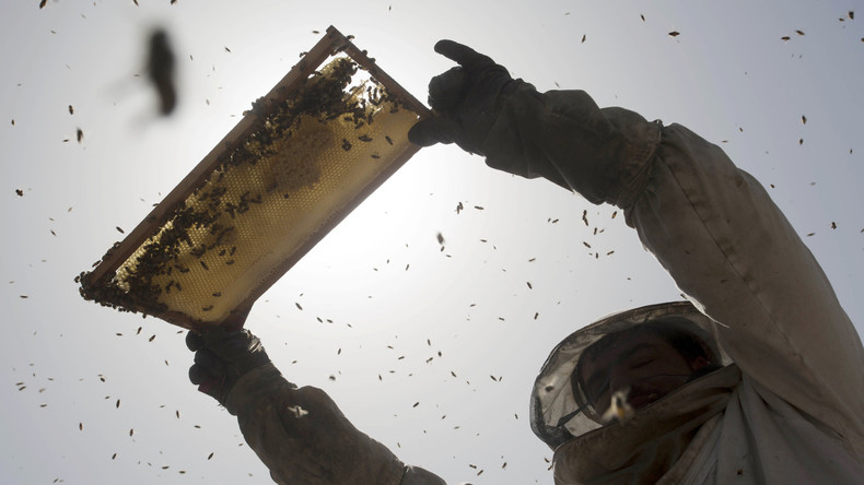 Suisse : un acte d'empoisonnement provoque la mort d'un demi-million d'abeilles