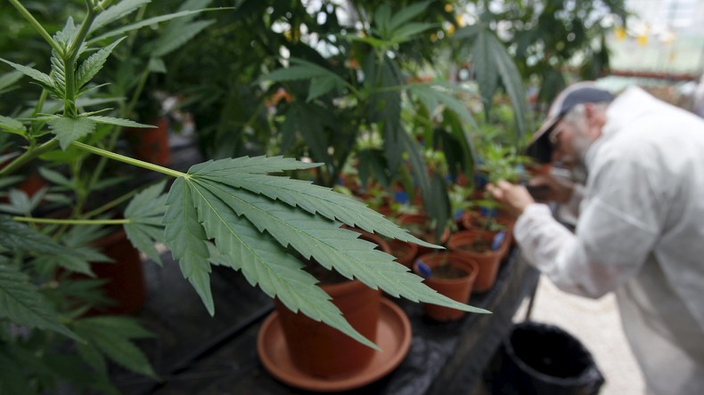 Italie : pour combattre Daesh, il faut… légaliser la marijuana