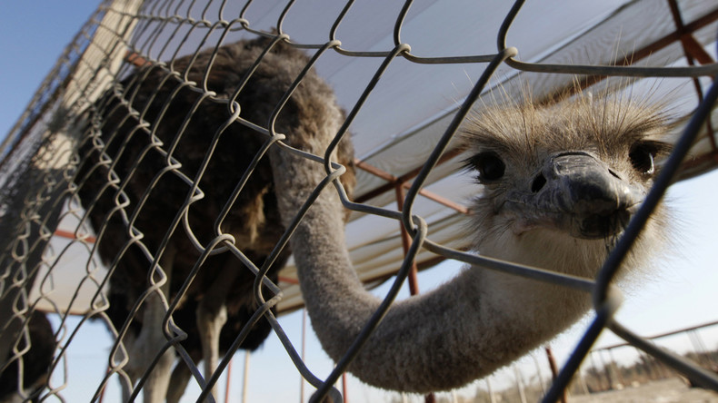 Des défenseurs des animaux libèrent une autruche, qui finit par mourir sous les roues d'une voiture