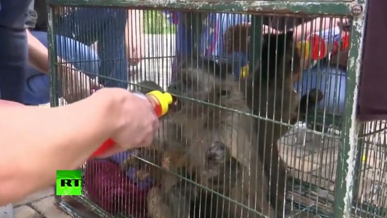 49 singes affamés sauvés d’une animalerie de Johannesburg (VIDEO)