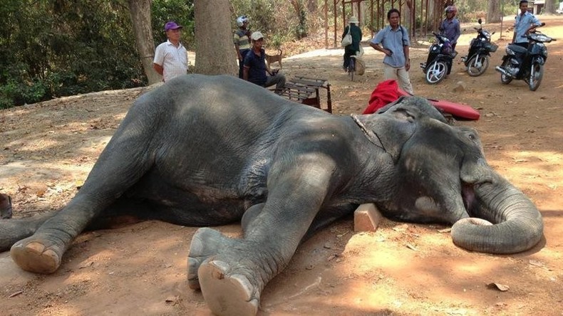 Internet à la rescousse des éléphants cambodgiens tués à la tâche lors de promenades pour touristes