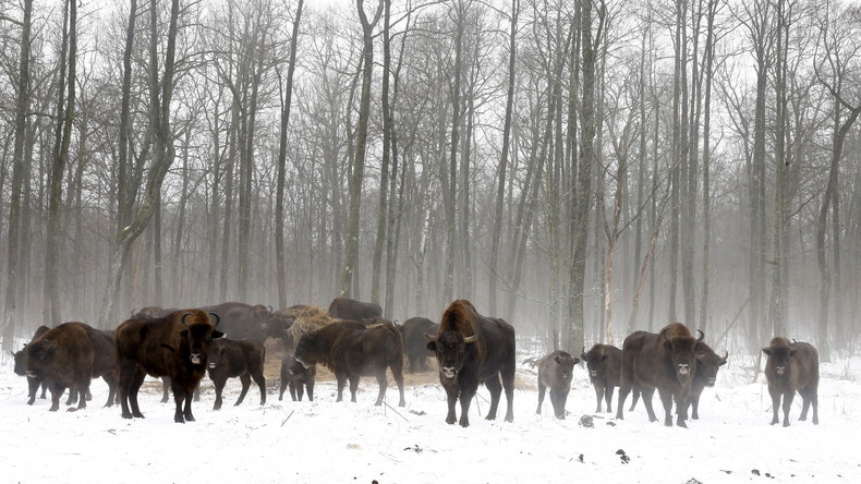 Etats-Unis : le bison pressenti pour devenir un emblème national