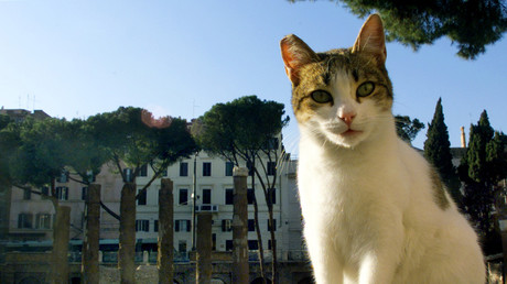 Rome, ville éternelle… libérée par des chats ?