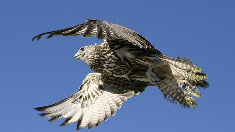 Suisse : un colombophile poursuivi pour avoir tué un faucon protégé avec un pigeon kamikaze