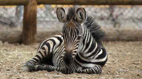 Norvège : un zoo donne un zèbre décapité en pâture aux tigres à la vue des enfants