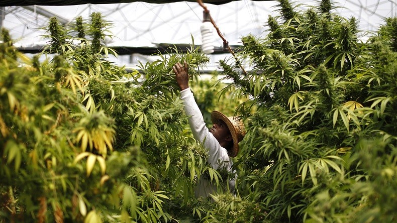 La «cité perdue des Mayas» découverte par un ado serait en fait… un énorme champ de marijuana