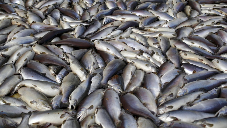 Le Canada autorise à son tour la consommation de saumon transgénique