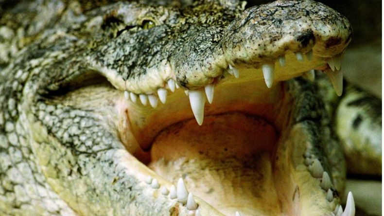 De dangereux crocodiles du Nil hantent les eaux de Floride