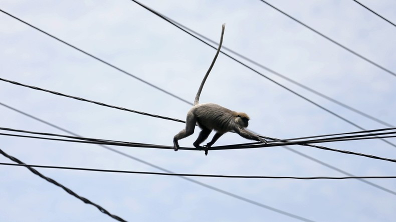 Un singe prive tout le Kenya d’électricité