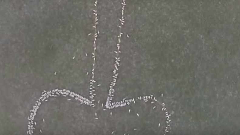 «Dessinez-moi un pénis», demande un berger à ses moutons