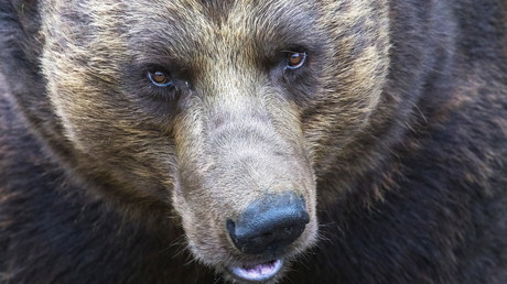 Finlande : un ours a effrayé les trois milles soldats d'une base militaire