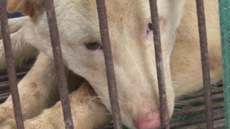 Festival de la viande de chien en Chine : attention, images choquantes