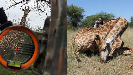 Homme politique suédois amateur de chasse : «La viande de girafe est la plus savoureuse»